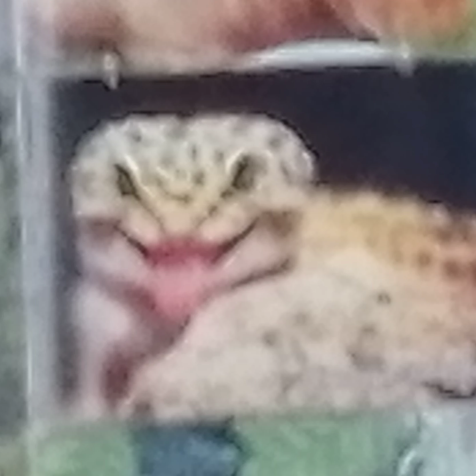 Элли
