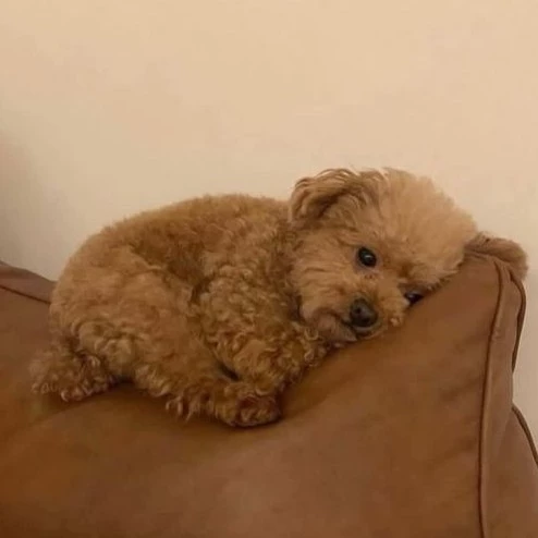 Piccola