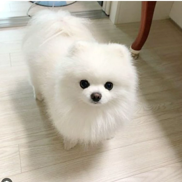 Kim Dan
