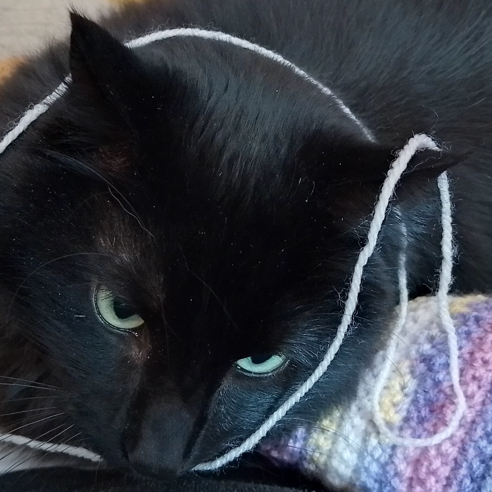 Kiko