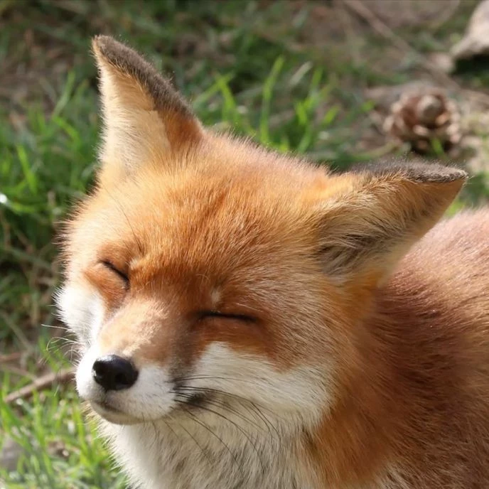 Tanako