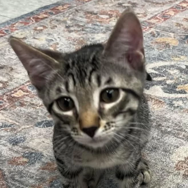 Gabby