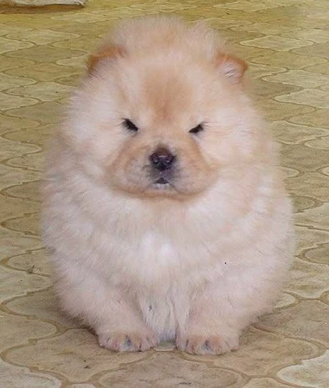 Chow Chow- Chowy thumbnail
