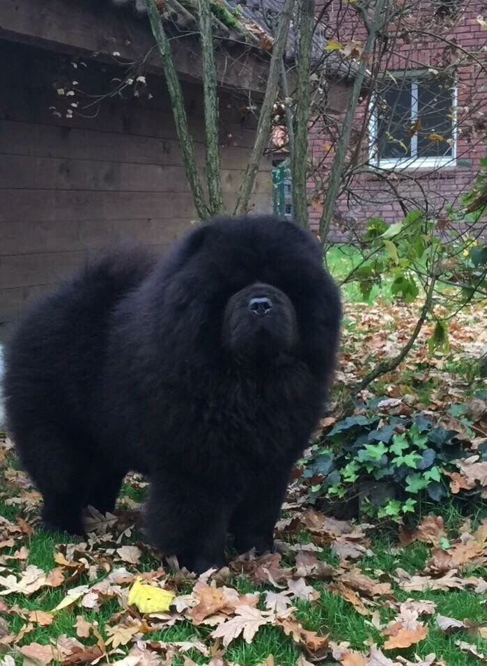 Truffle💀🕳️— Chow Chow adult version💬🌑 thumbnail