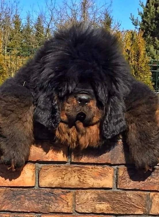Tibetan Genghis Khan🦉 thumbnail