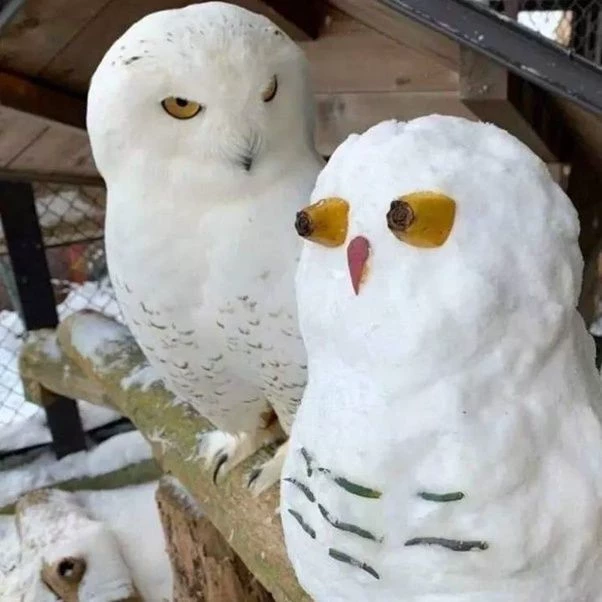 Polar 🌨️🫧—Your bitter snowy owl💤 thumbnail