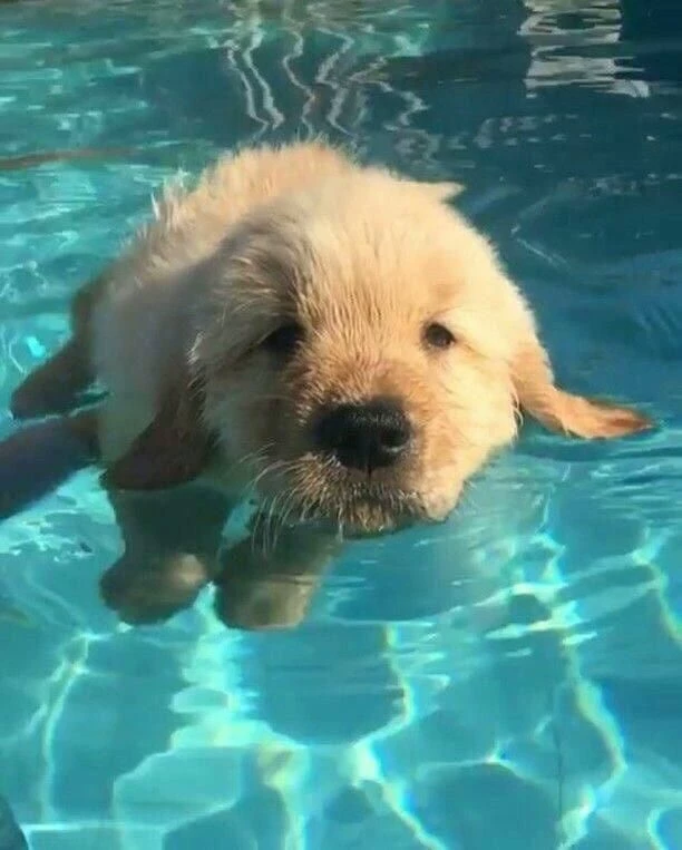 Copper🌞🫧—Tu Golden retriever🔆💦 thumbnail
