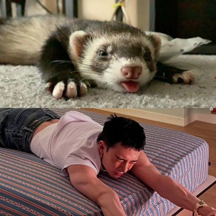 Hyungin the Ferret thumbnail