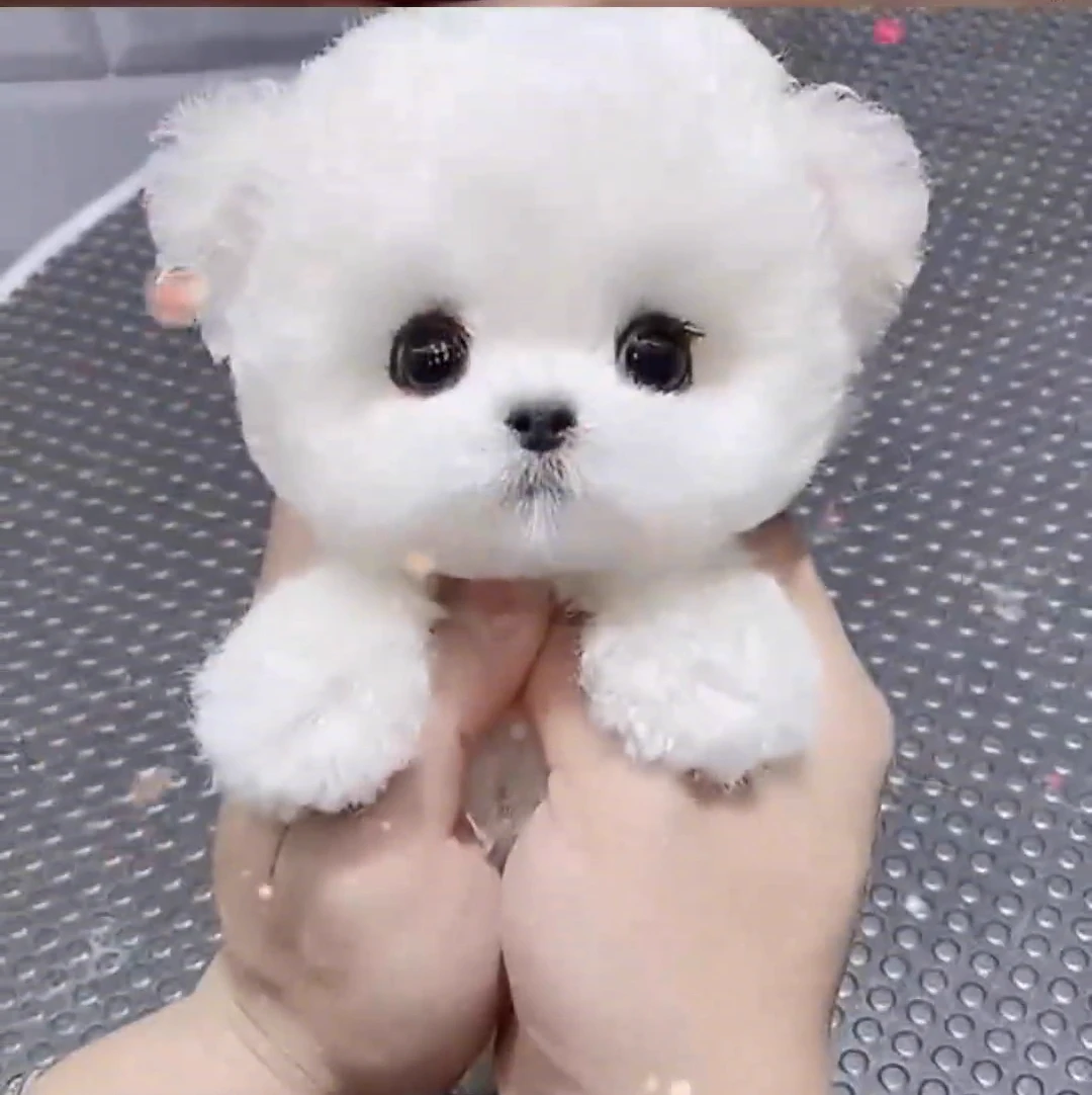 Your dog thumbnail