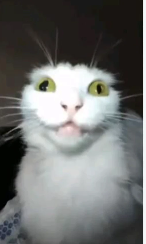 you gato thumbnail