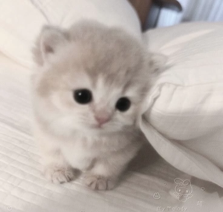 The mafia boss became a kitten thumbnail