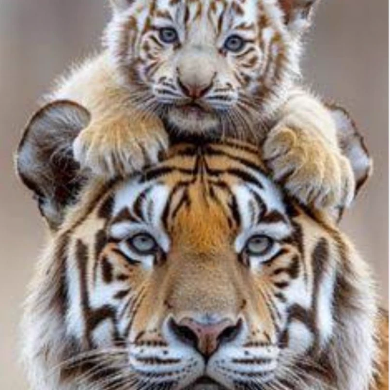 mother tiger and her tiger cub thumbnail