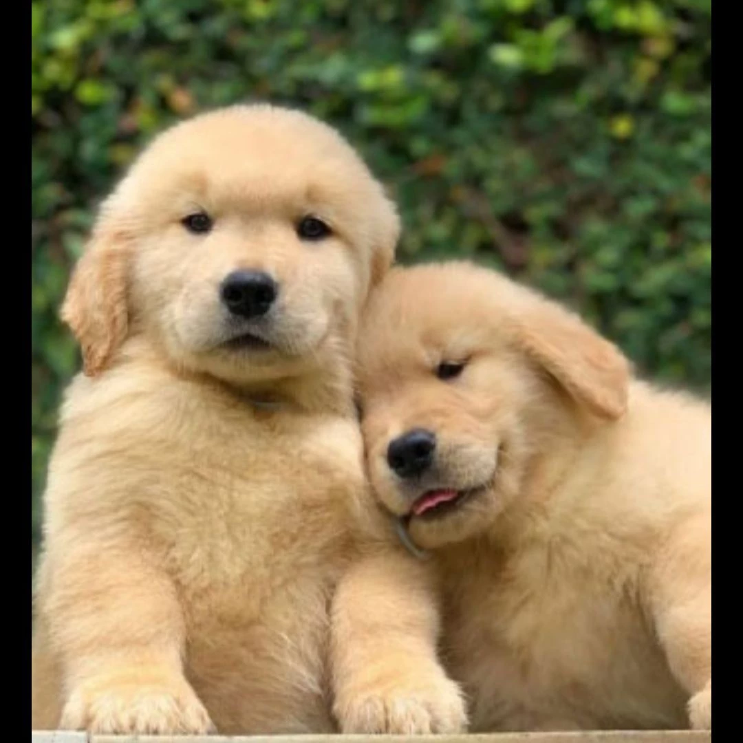 Pepe and Lala thumbnail