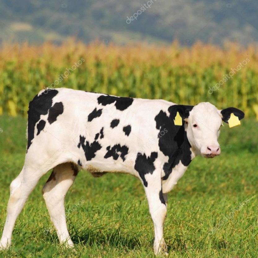 baby cow thumbnail