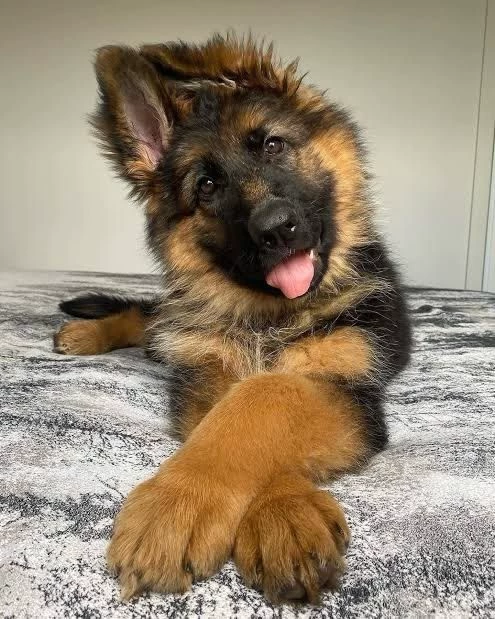 your dog thumbnail