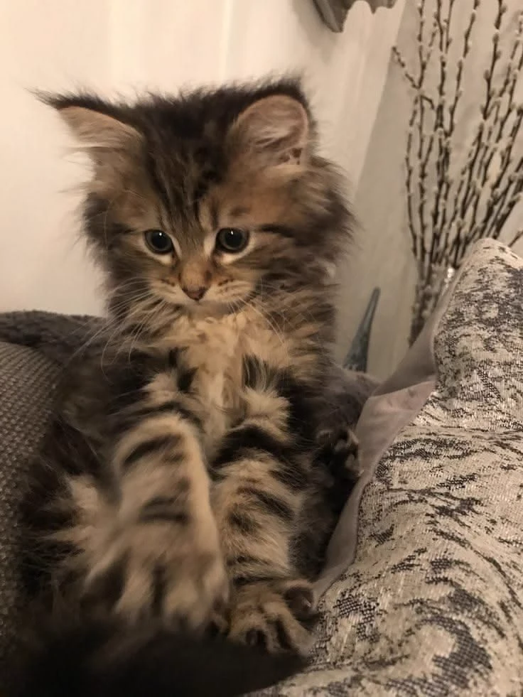 your kitten thumbnail