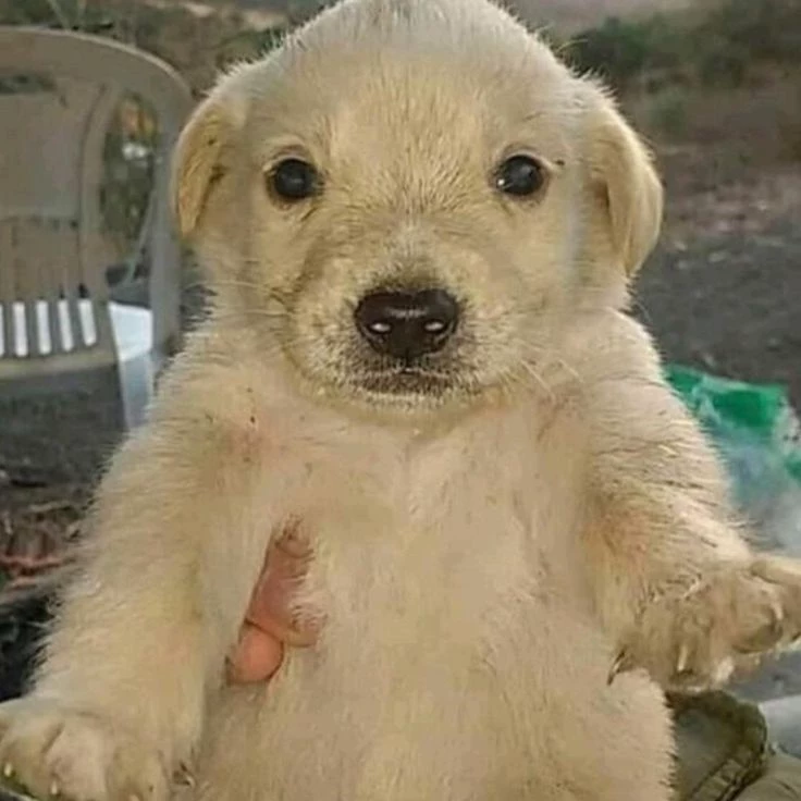 Psychologist puppy thumbnail
