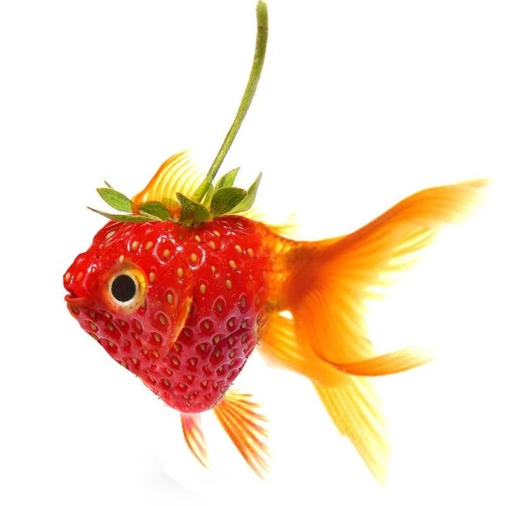 🐟🍓