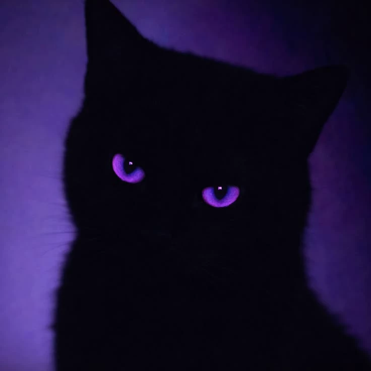 𝐑𝐡𝐚𝐝𝐚𝐜𝐤𝐲..💜