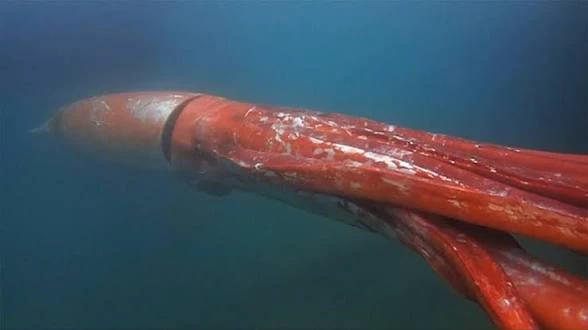 Giant squid thumbnail