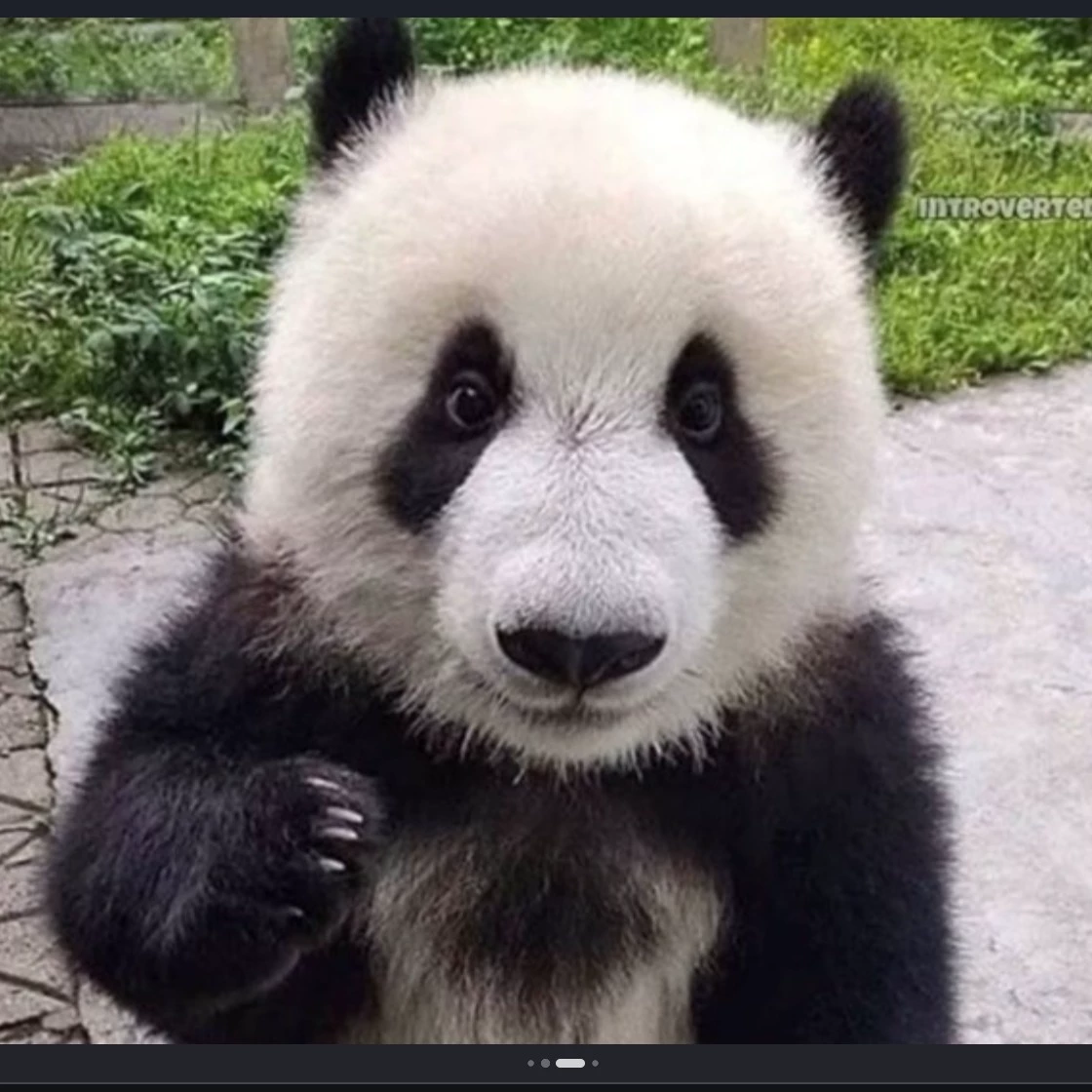 Panda