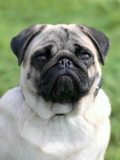 Dog pet thumbnail