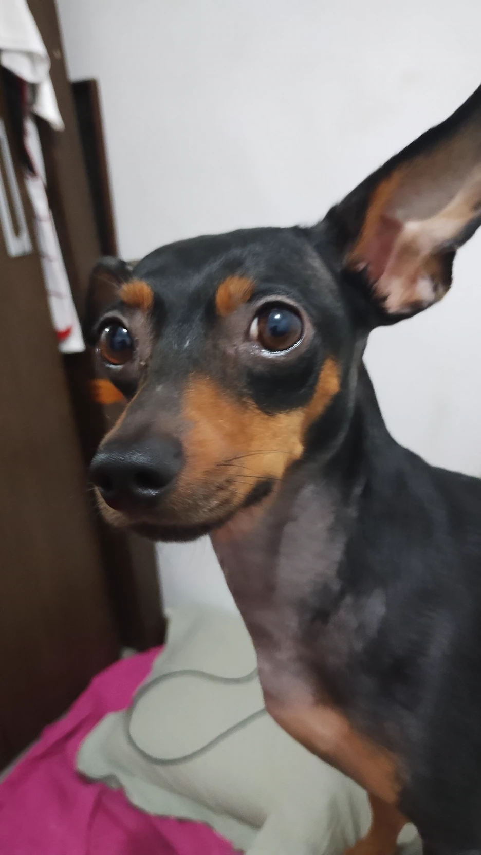 noite de truco  decisiva  thumbnail