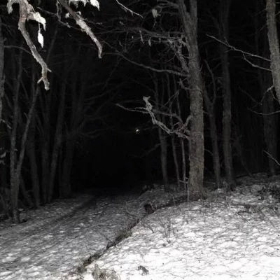 Bosque de nieve thumbnail