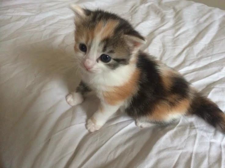 Paw-paw thumbnail
