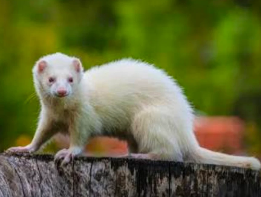 Draco Malfoy - Ferret form thumbnail