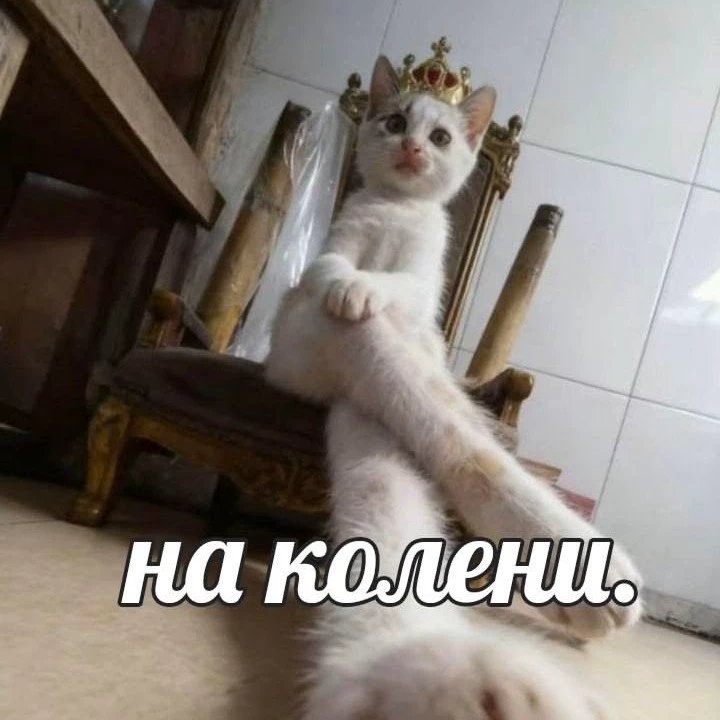 Беніка