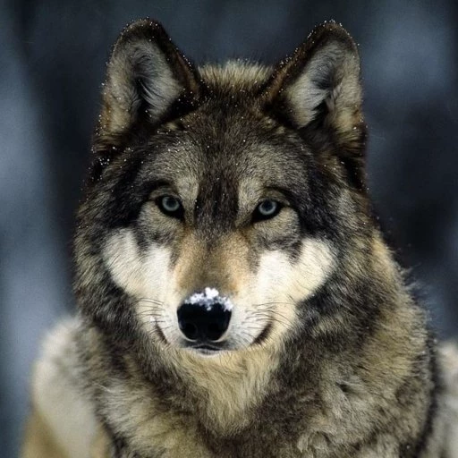 the pack betas !(wolf bl/poly)  thumbnail