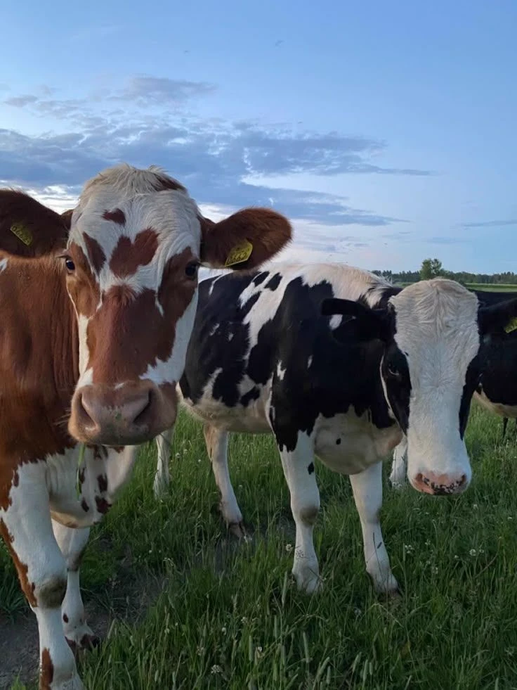 you with your lp have reincarnated into cows thumbnail