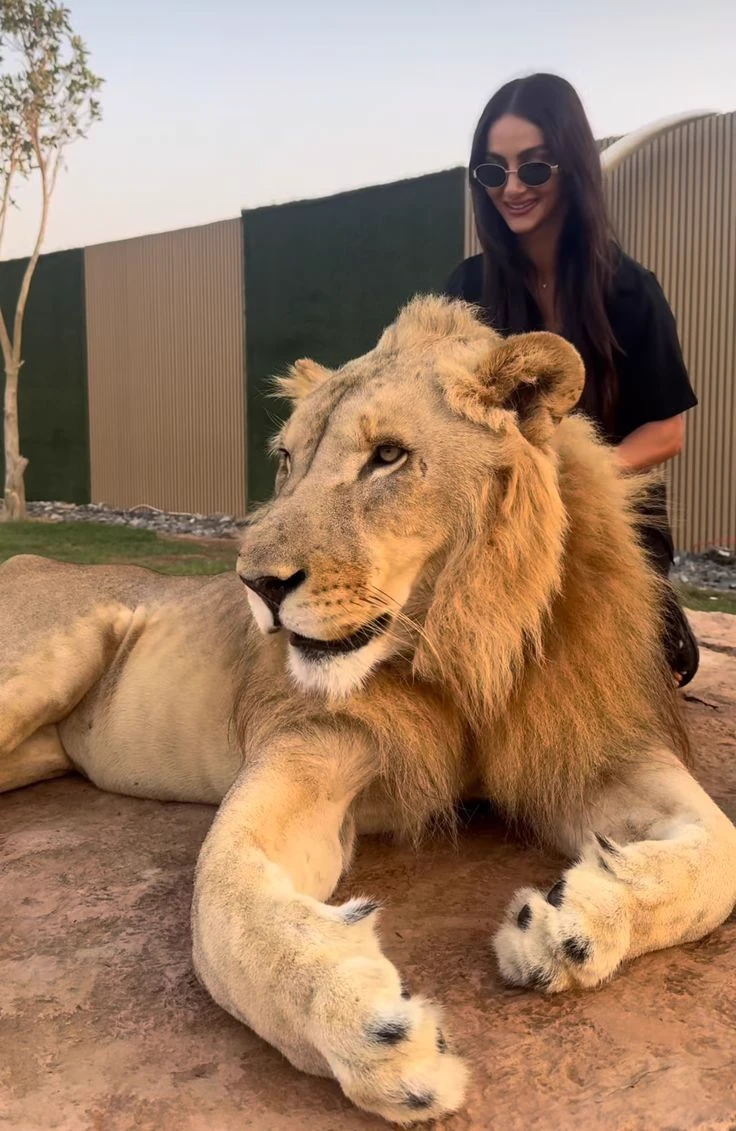 zoo and friends thumbnail