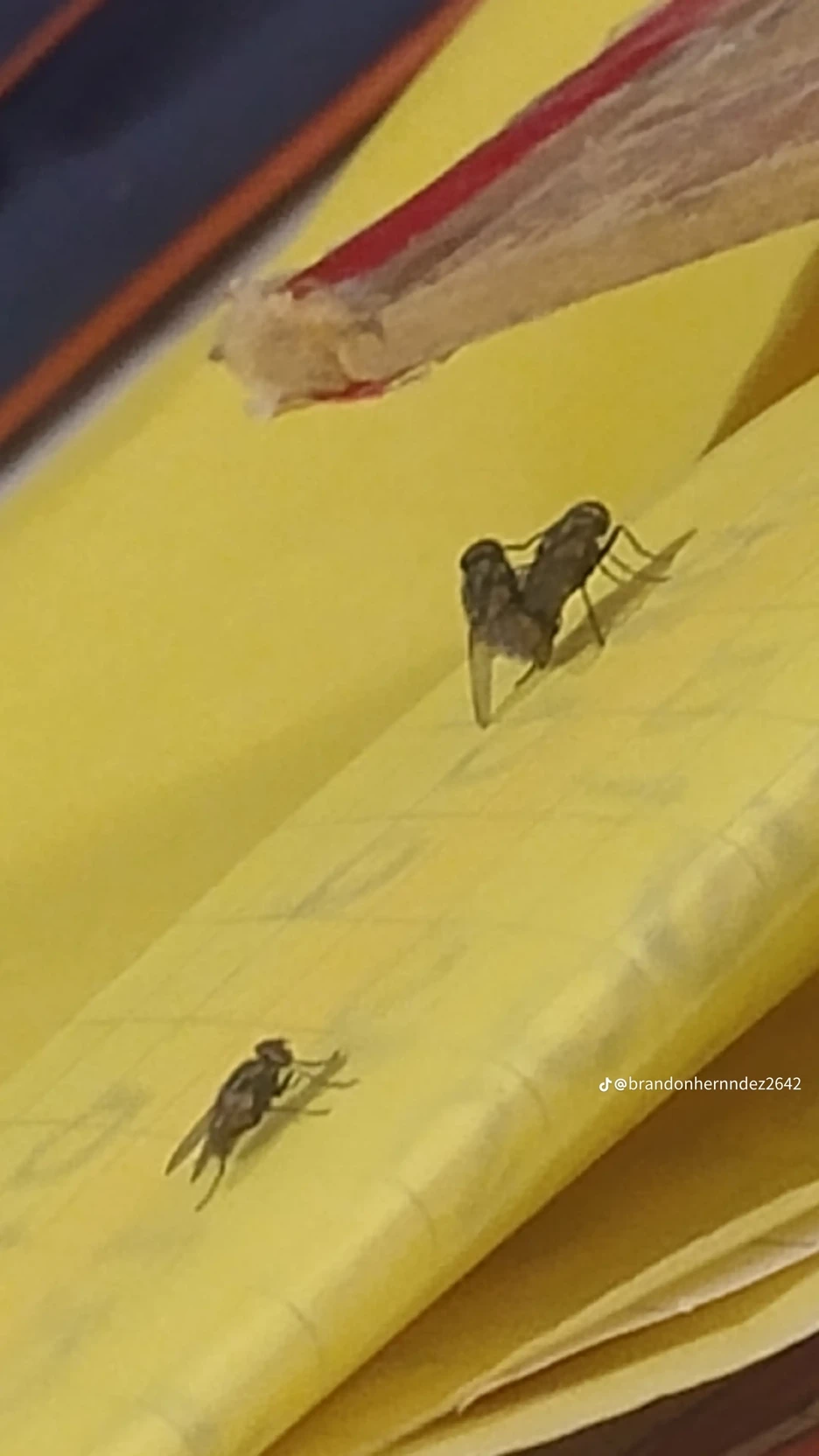 fly thumbnail