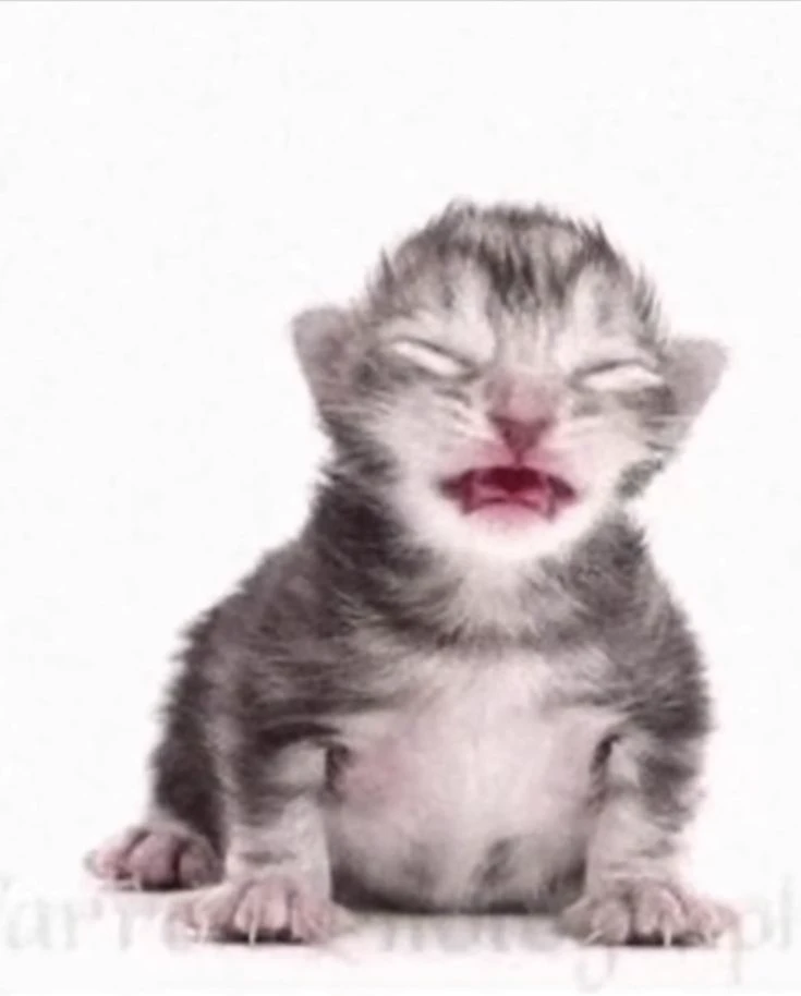 cat thumbnail