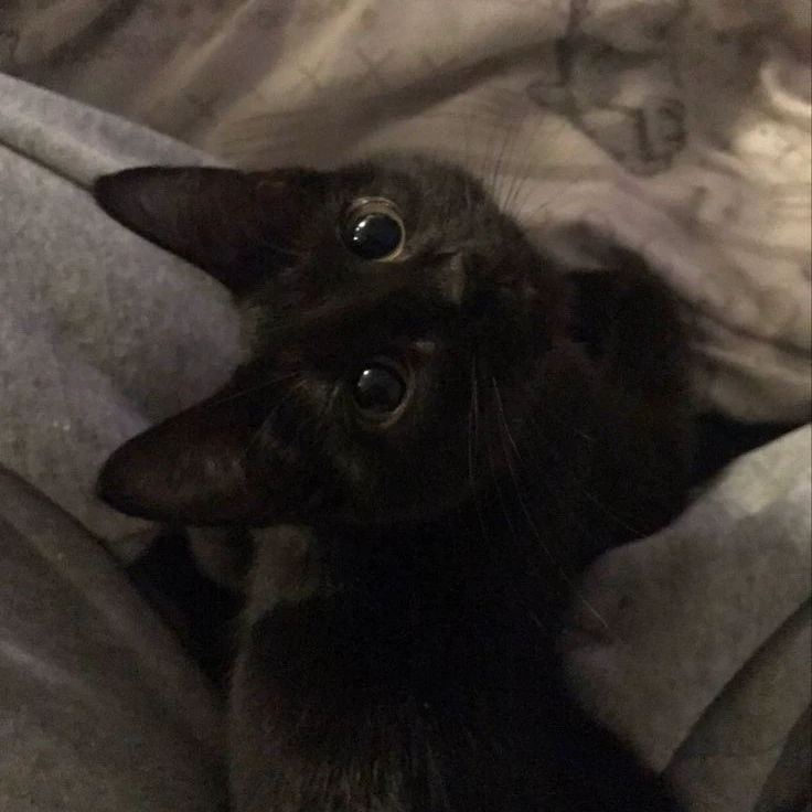 Eliza