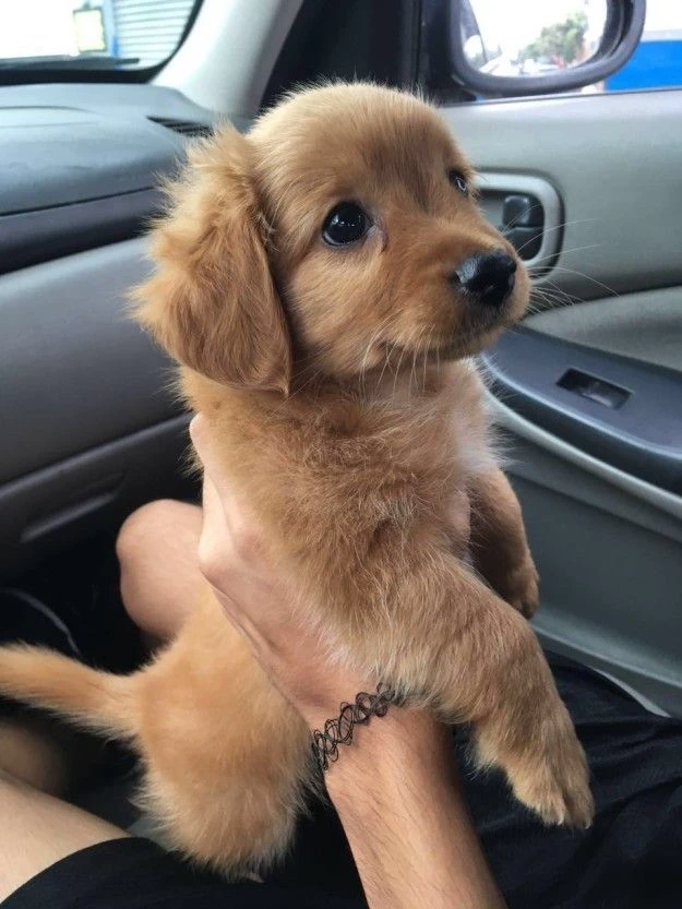 Mia, the "pick-me," killed your dog... thumbnail