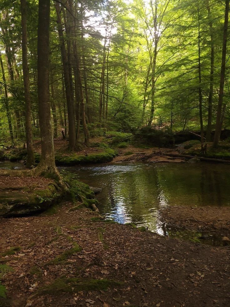 Forest thumbnail