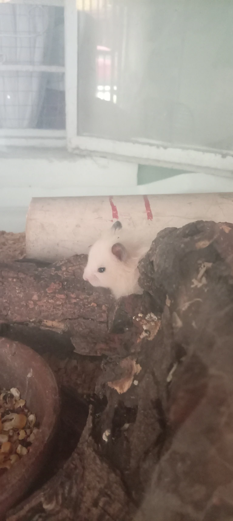 hamster thumbnail