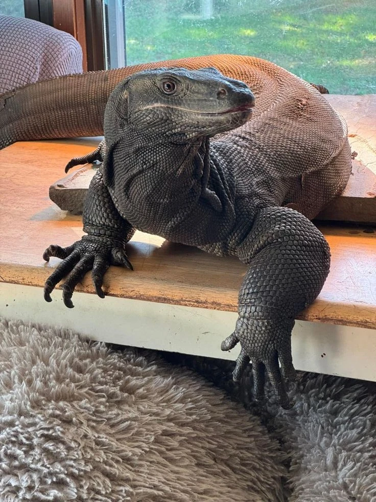 ♡"MHA - Varanus"♡ thumbnail