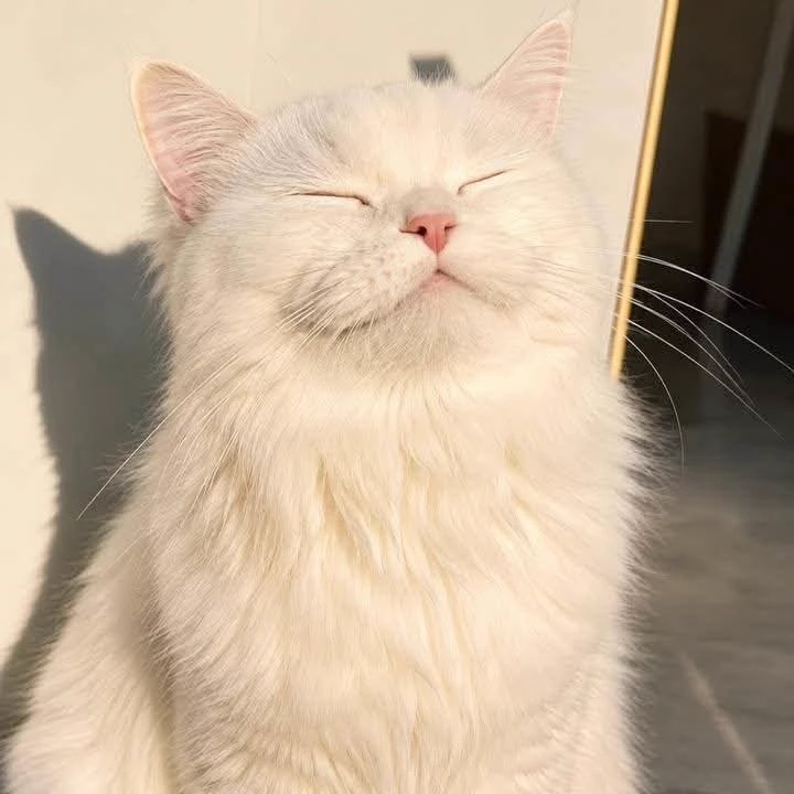[White Cat] thumbnail