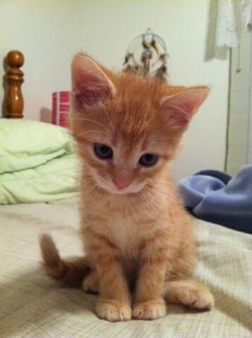 Loki - a cat thumbnail