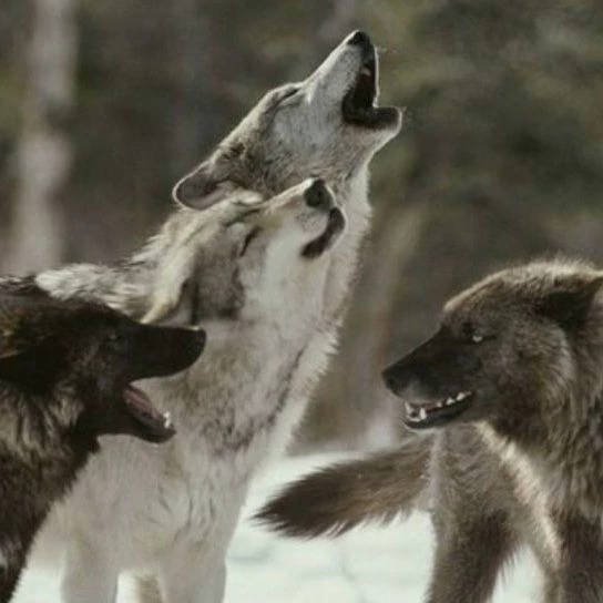 Wolf pack thumbnail