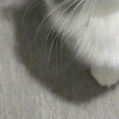 Nala