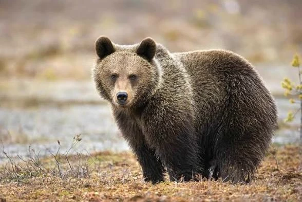 wild bear thumbnail