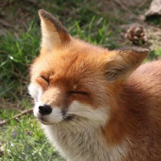 VIXEN and CARROTMAN