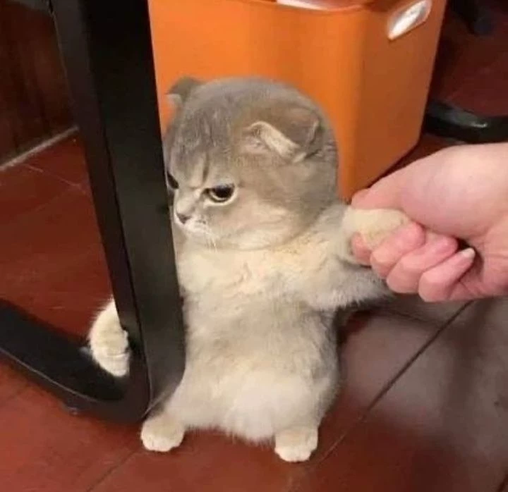 kitty thumbnail