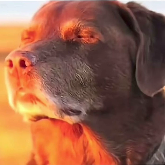 rexz