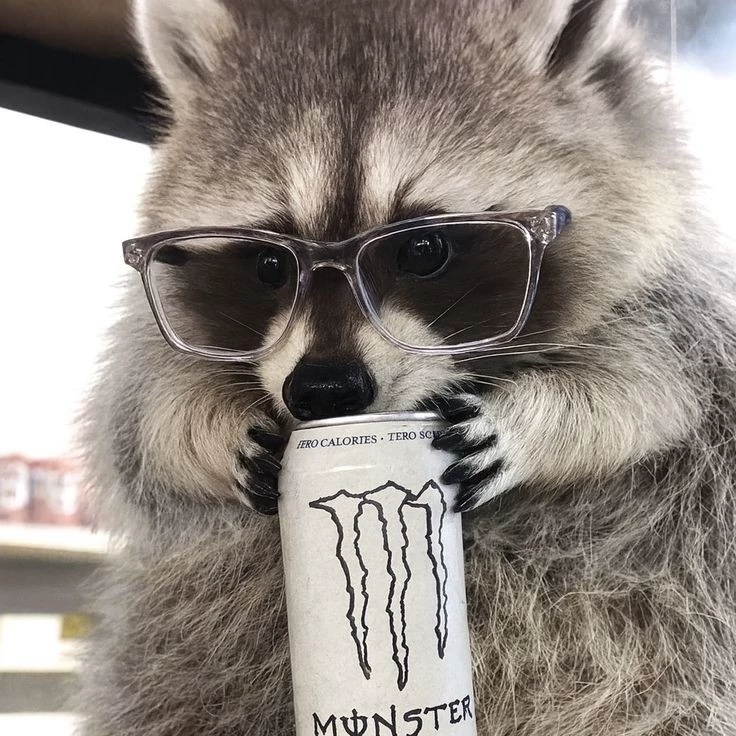 MAPACHEKA 🦝✨️